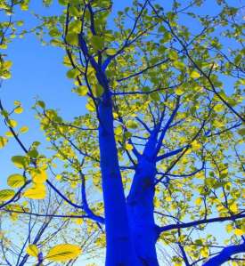 Blue Trees-Konstantin Dimopoulos (photo)
